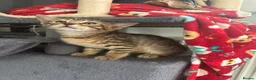Bengal cats for sale: Bengal 2 🩷 - Advert 4