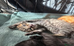 Domestic Shorthair cats for sale: 4 beautiful kittens  - Image 9
