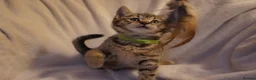 British Shorthair cats for sale: British shorthair mix (5 kittens ready to go) - Advert 8