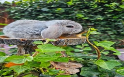 French Lop rabbits for sale: French Lop Bunnies 🐰  - Image 22