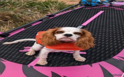 Cavalier King Charles Spaniel dogs for sale: 8 month male Cavalier purebred. - Image 7