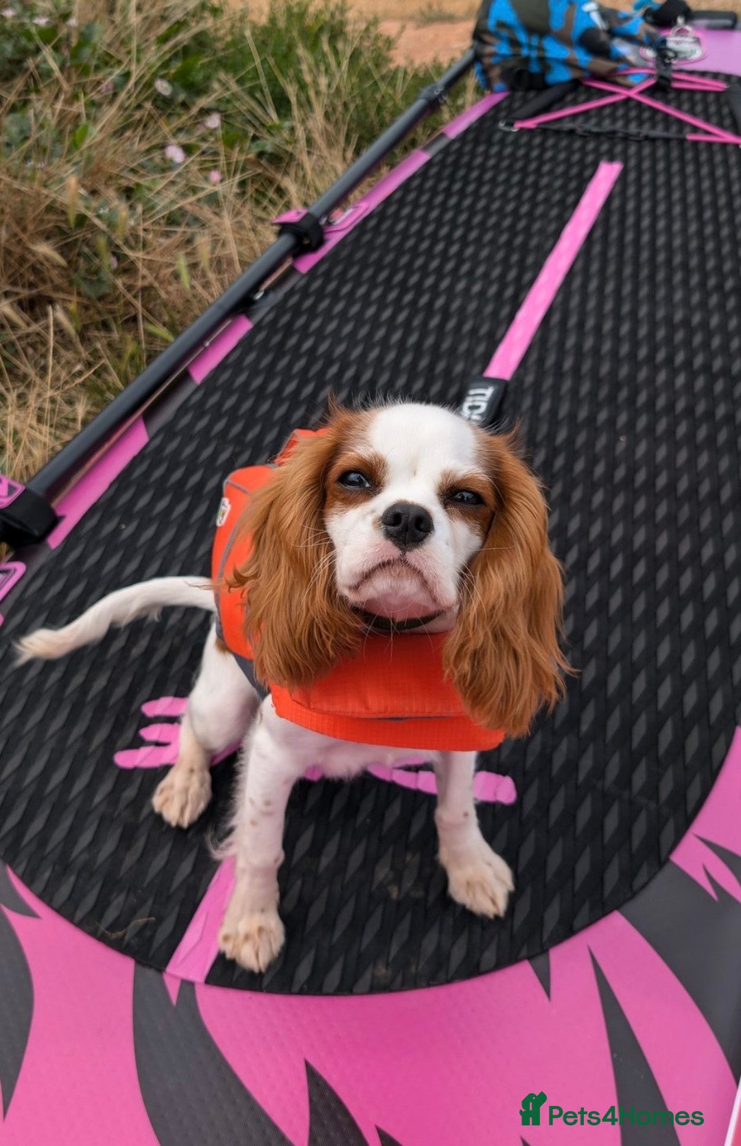Cavalier King Charles Spaniel dogs for sale: 8 month male Cavalier purebred. - Image 7