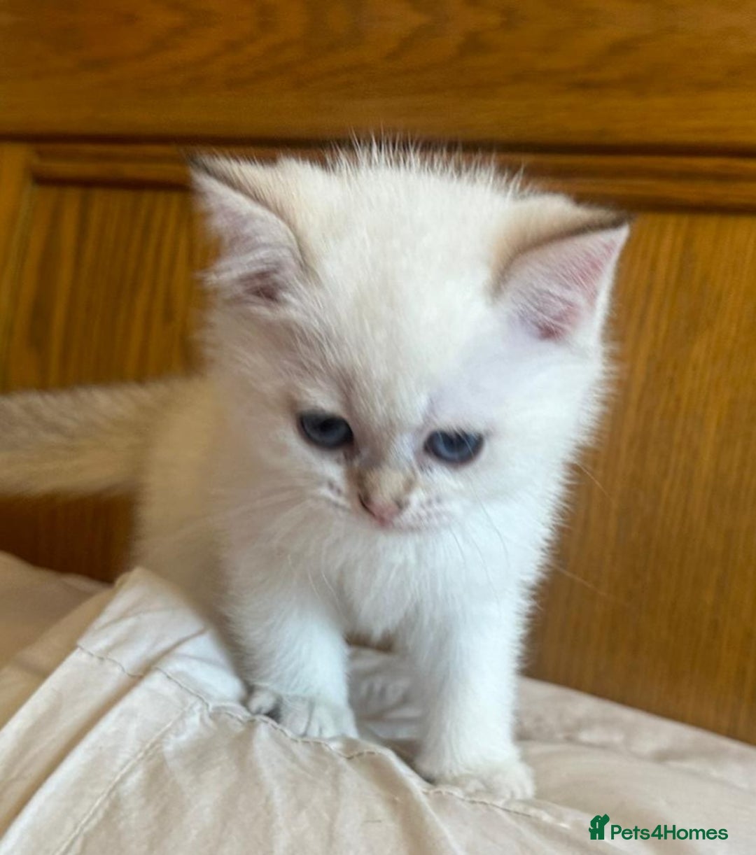 British Shorthair cats for sale: 1 TICA REG BSH GOLDEN COLOURPOINT POINT  - Image 20