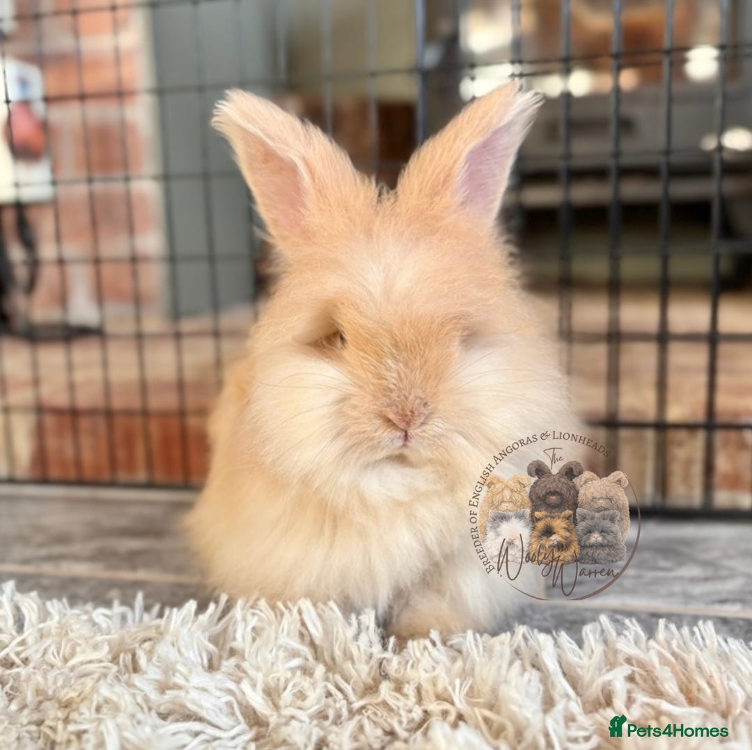 Angora rabbits for sale: Fully Vaccinated English Angoras ♥️ - Advert 1