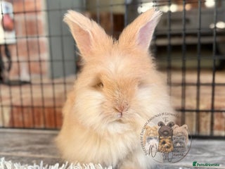 Angora rabbits ♥️ Pedigree English Angoras Ready this Weekend ♥️ - Advert 18