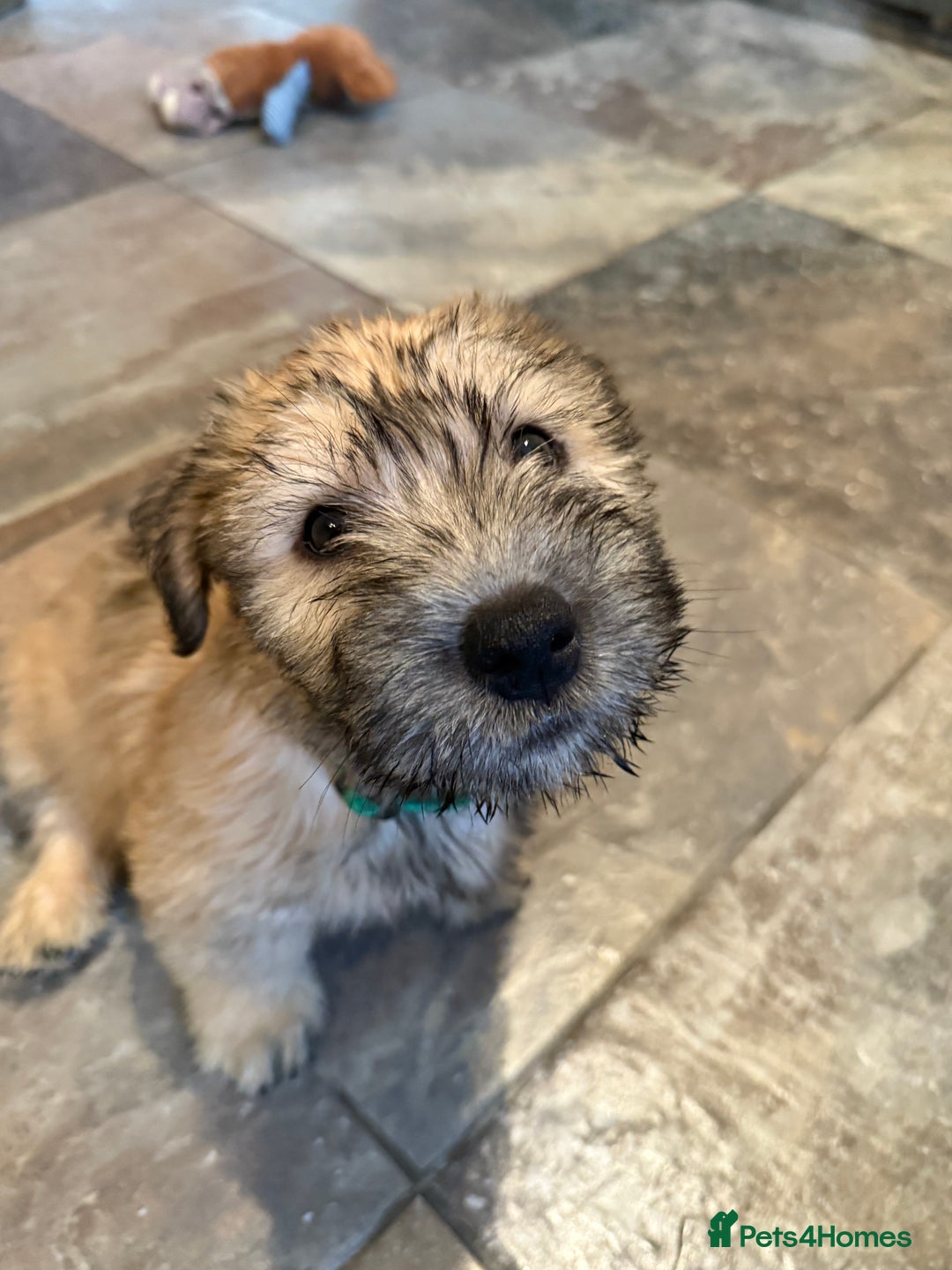 Glen of Imaal Terrier dogs for sale: Glen of Imaal terrier puppies - Advert 31
