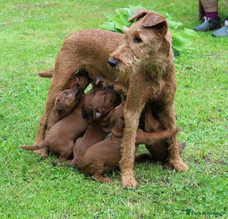 Irish Terrier dogs Irish Terrier  - Advert 1