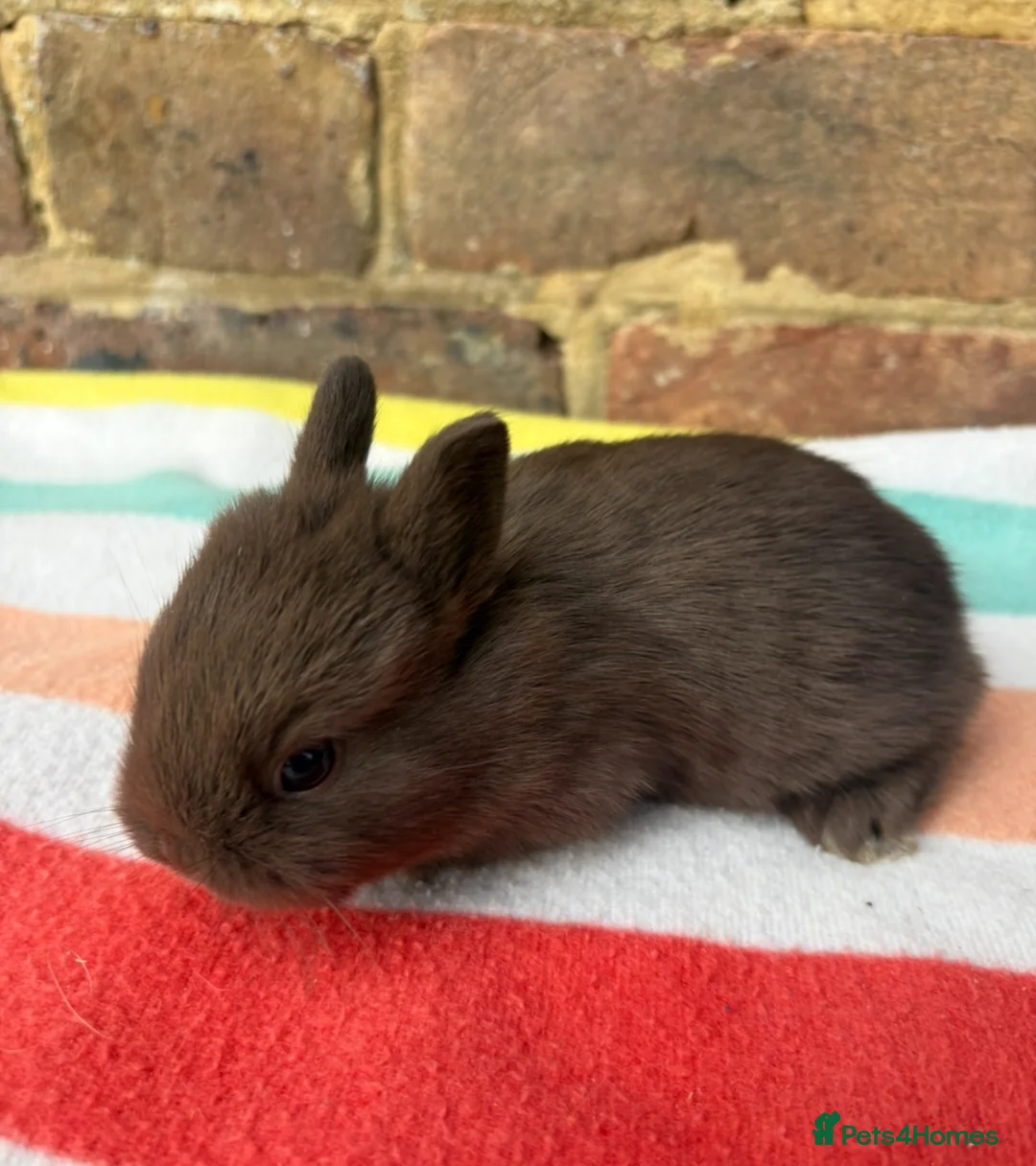 Netherland Dwarf rabbits for sale: Sweet Netherland dwarf bunnies  - Advert 11