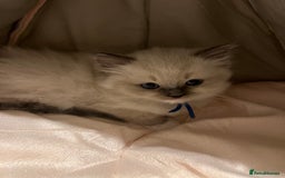 Ragdoll cats for sale: Beautiful Chunky Ragdoll Kittens For Sale - Image 18