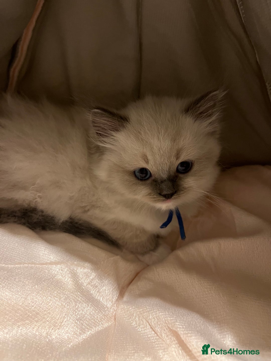 Ragdoll cats for sale: Beautiful Chunky Ragdoll Kittens For Sale - Image 18