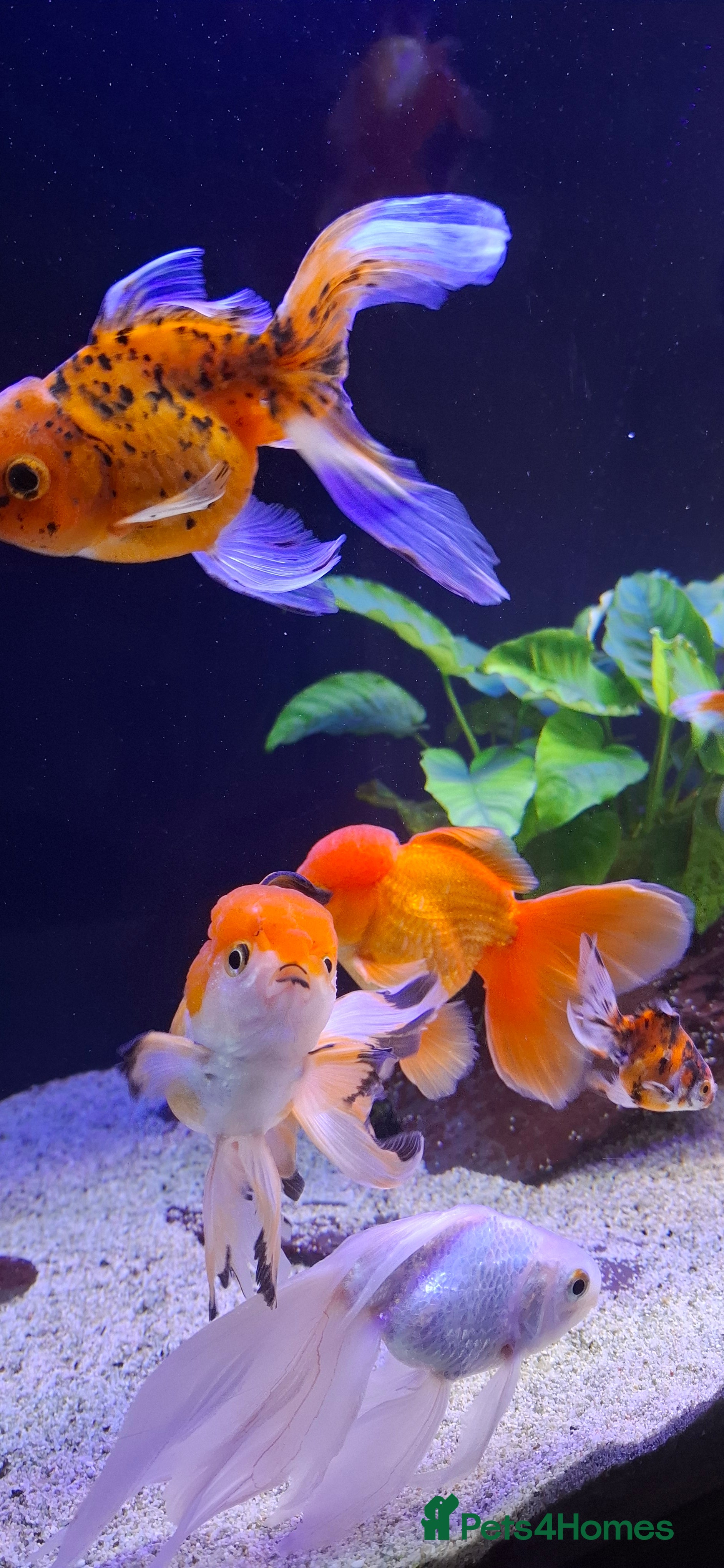 Goldfish fish Goldfish fancy oranda moor - Advert 14