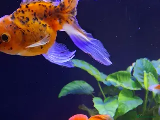 Goldfish fish Goldfish fancy oranda moor - Advert 14