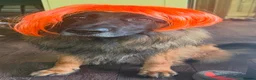 German Shepherd dogs for sale: Enzo  - Advert 4