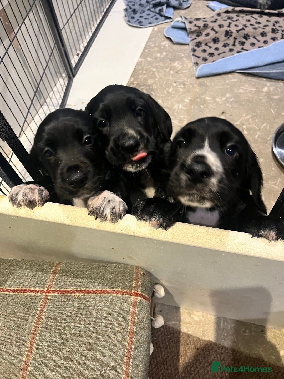 Bocker dogs for sale: Bocker Puppies for Sale - Image 1