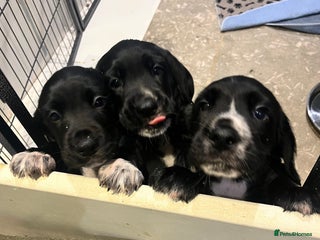 Bocker dogs - Advert 4