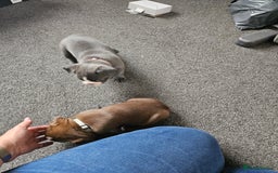 Mixed Breed dogs for sale: Frenchton Pups - Image 25
