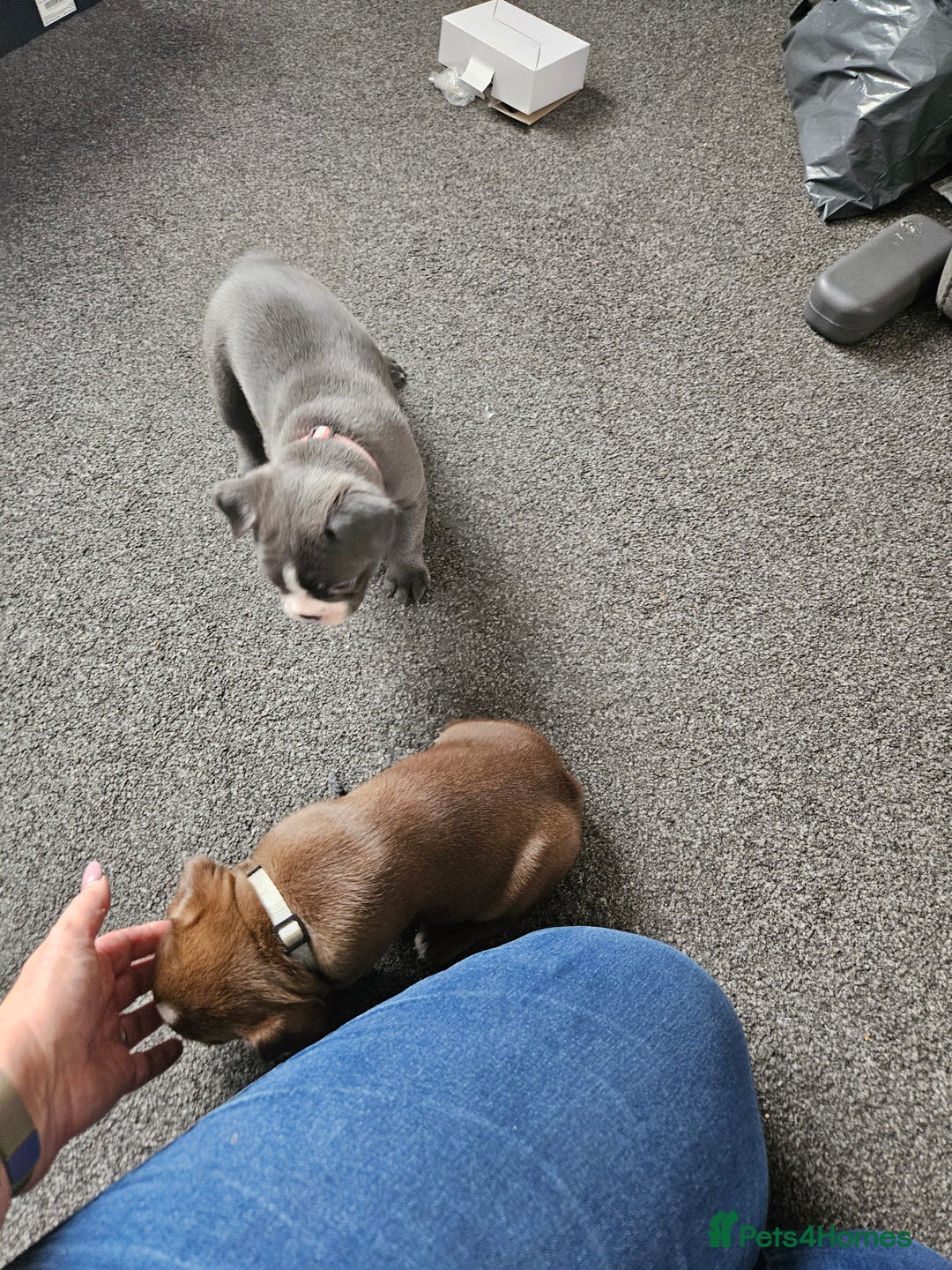 Mixed Breed dogs for sale: Frenchton Pups - Image 25
