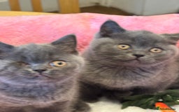 British Shorthair cats for sale: British Shorthair Blue 1 male 1 female - Image 7