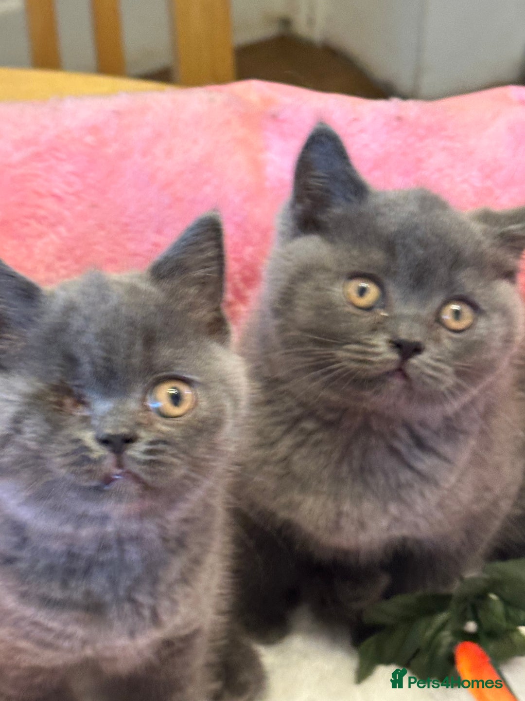 British Shorthair cats for sale: British Shorthair Blue 1 male 1 female - Image 7