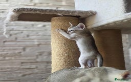 Singapura cats for sale: Stunning Singapura kittens  - Image 26