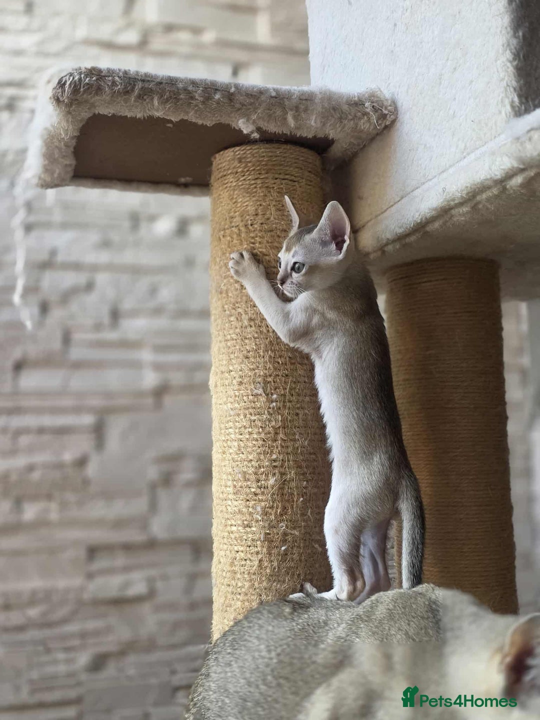 Singapura cats for sale: Stunning Singapura kittens  - Image 26