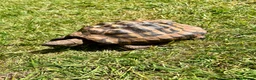 Tortoise reptiles for sale: Hermanns Tortoise - 18yr Old Male - Advert 3