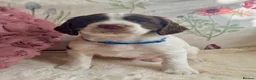 Sprocker dogs for sale: Sprocker Spaniel pups  in Stranraer - Advert 31