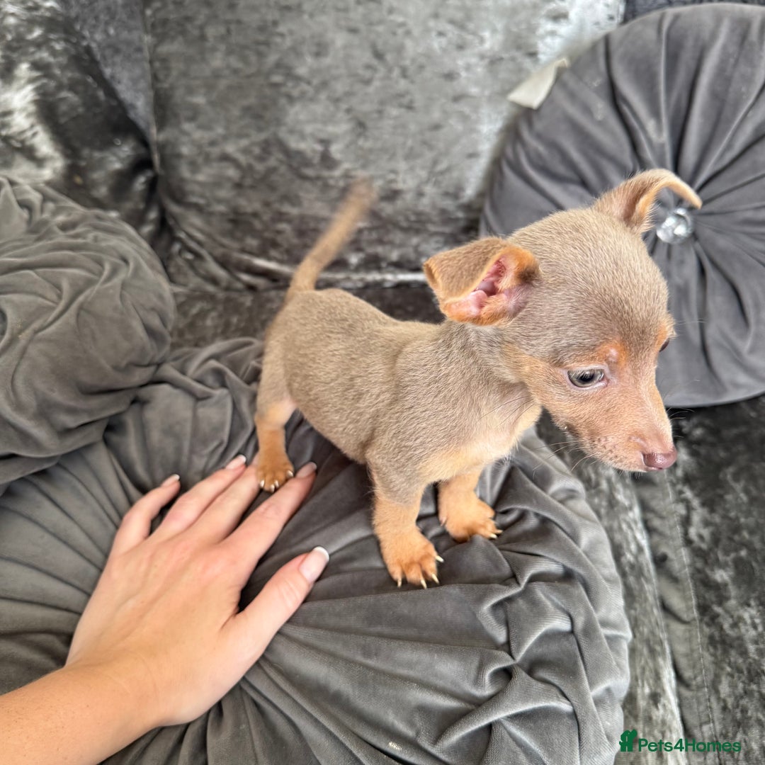 Jack Russell dogs for sale: Miniature Jack Russell puppies Ready to leave in Gillingham - Image 17