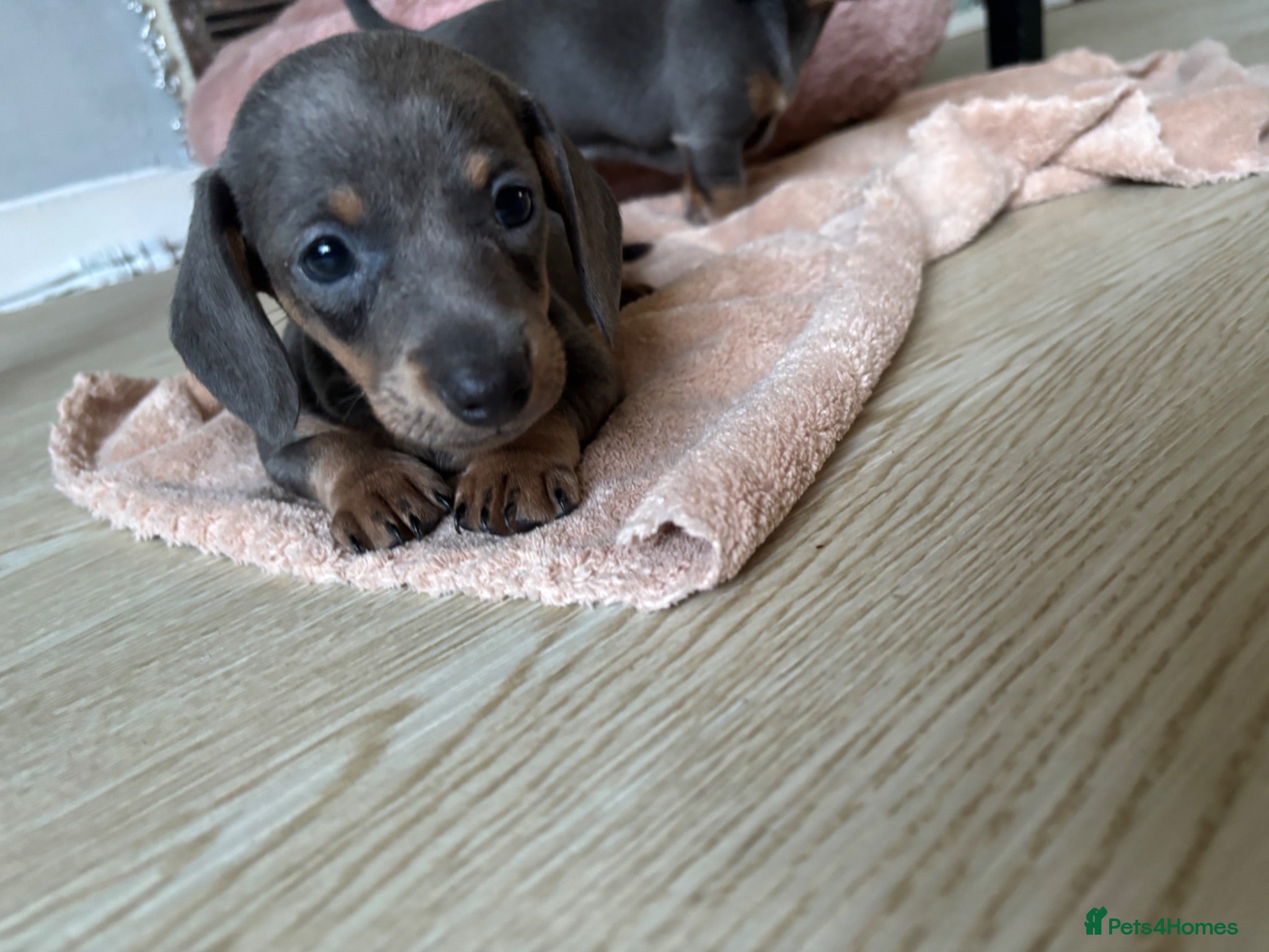 Miniature Dachshund dogs 2 beautiful Dacshund baby’s  girls left  - Advert 9