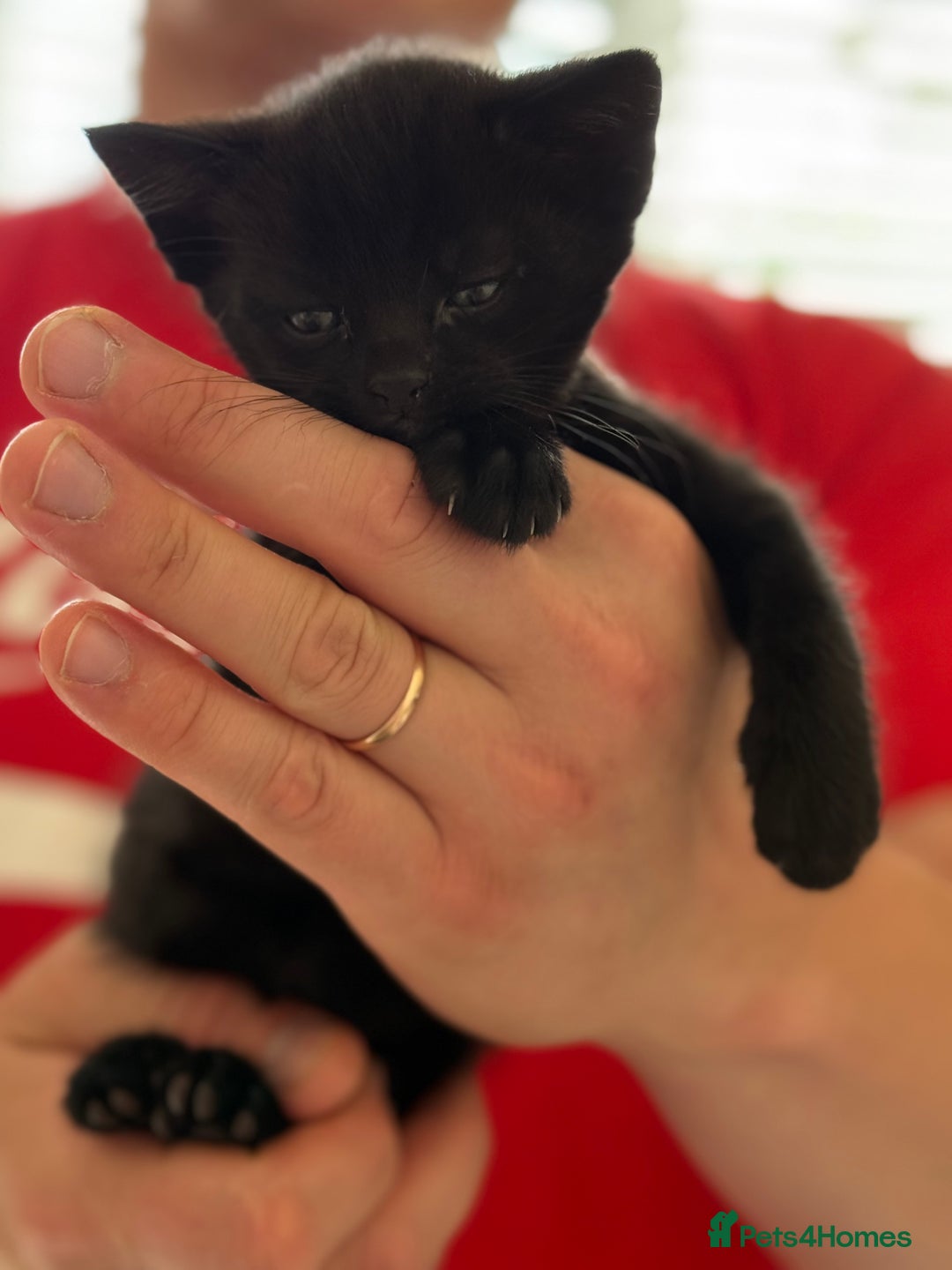 Mixed Breed cats for sale: kittens looking for new home - Image 3