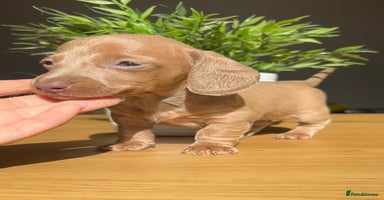 Miniature Dachshund dogs - Advert 5