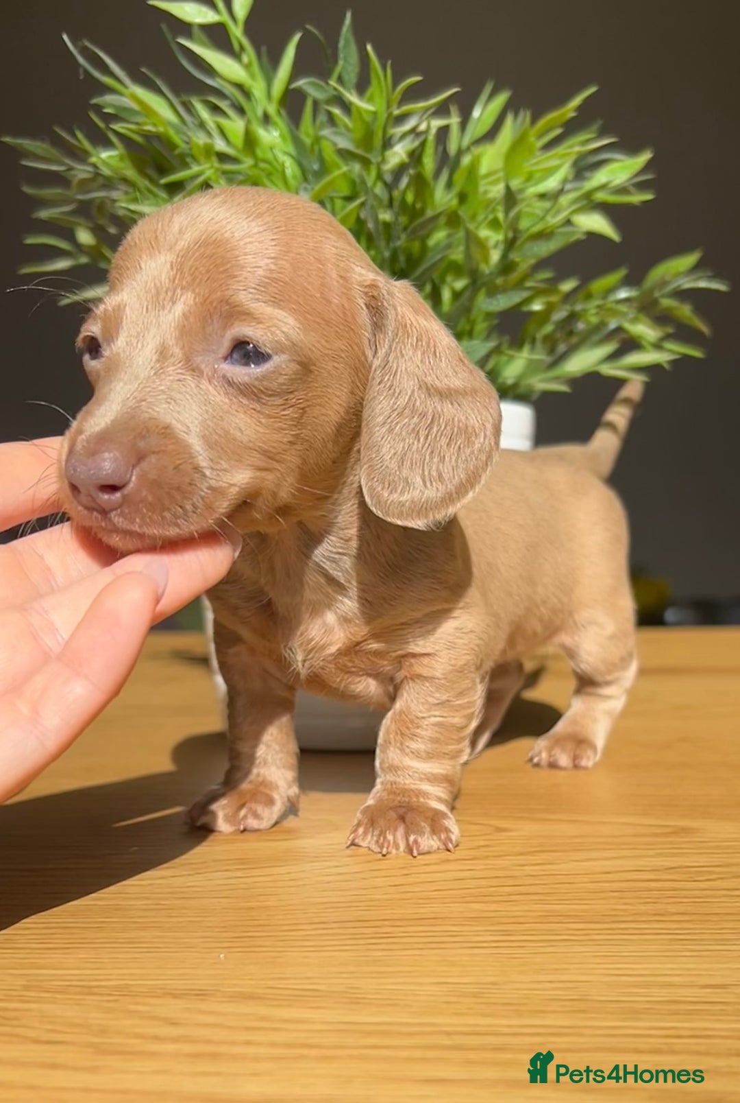 Miniature Dachshund dogs for sale: Perfecf kc true miniature dachshunds - Image 4