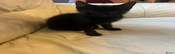 British Shorthair cats for sale: British short hair kittens  in Gillingham - Advert 9