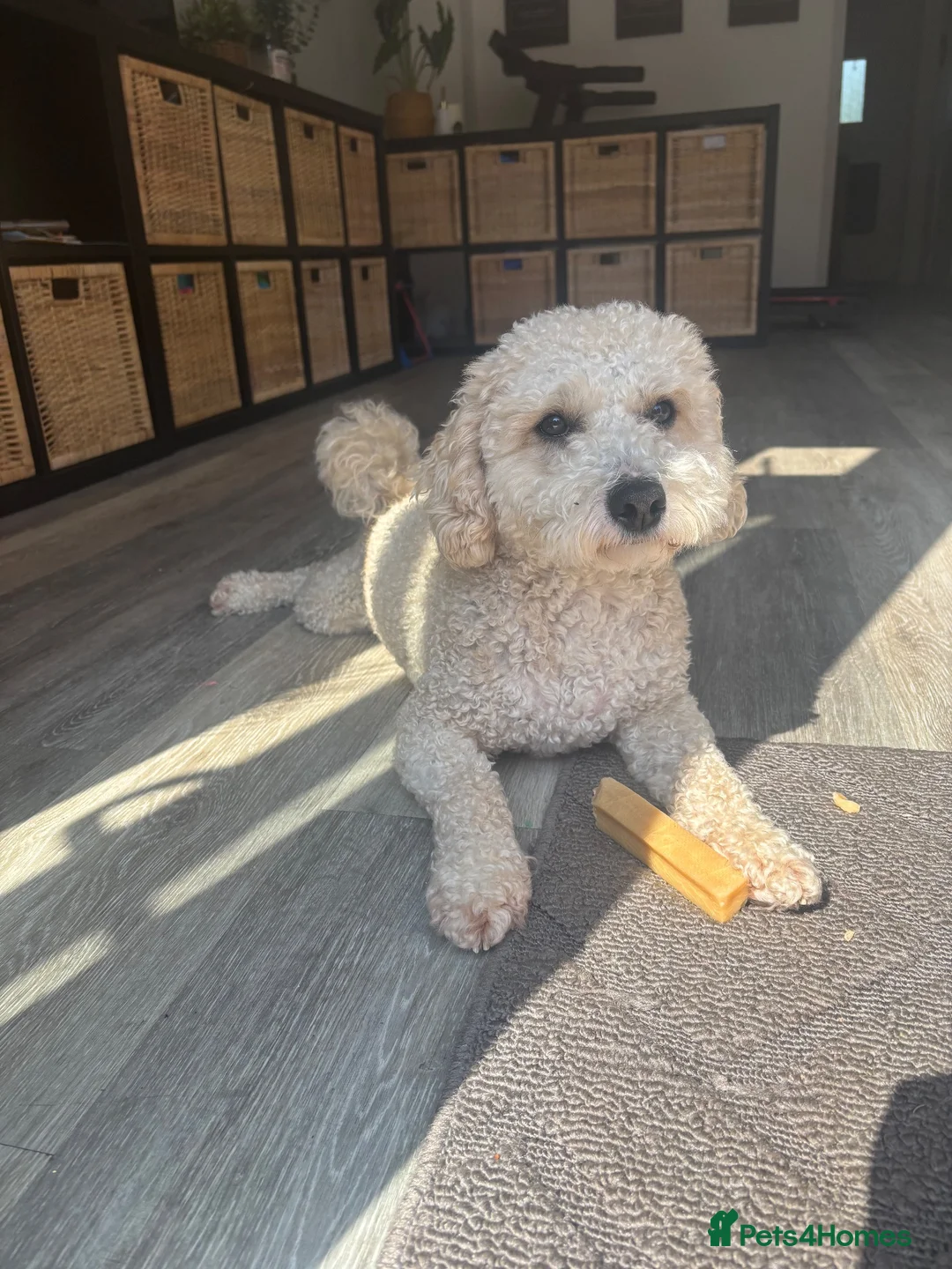 Poochon dogs for stud: Gorgeous, content Poochon stud!!  - Advert 15