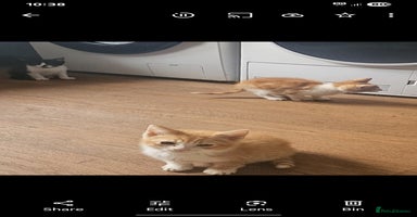 Mixed Breed cats - Advert 8