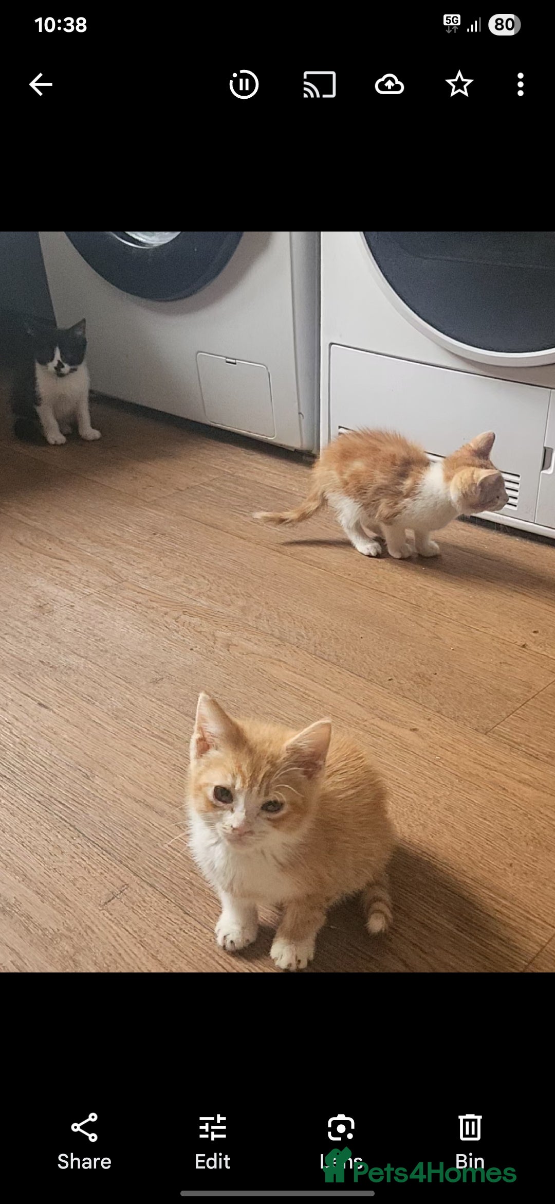 Mixed Breed cats for sale: Friendly Lovely Kittens  - Image 2
