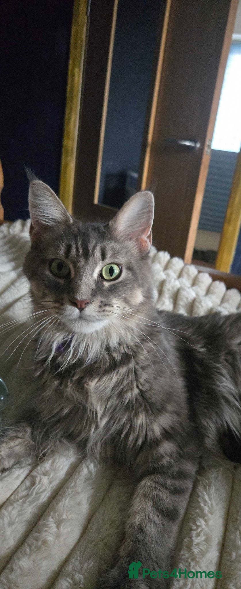 Mixed Breed cats Main Coon x  - Advert 4