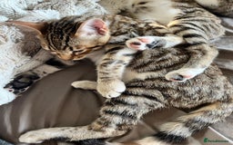 Bengal cats for sale: Bengal mixed  - Image 4