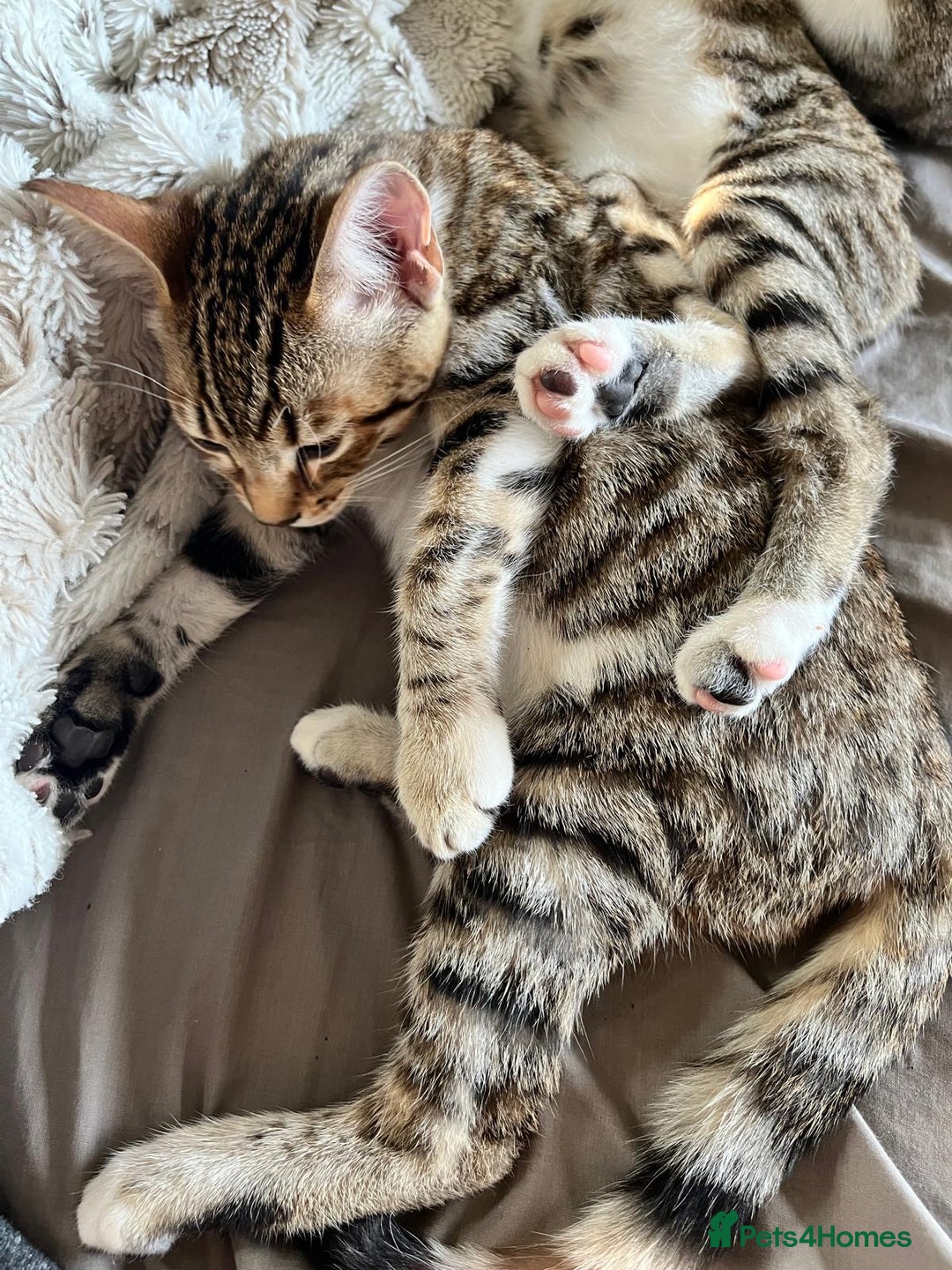 Bengal cats for sale: Bengal mixed  - Image 4
