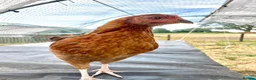 Chickens poultry for sale: Chickens for sale  - Advert 16