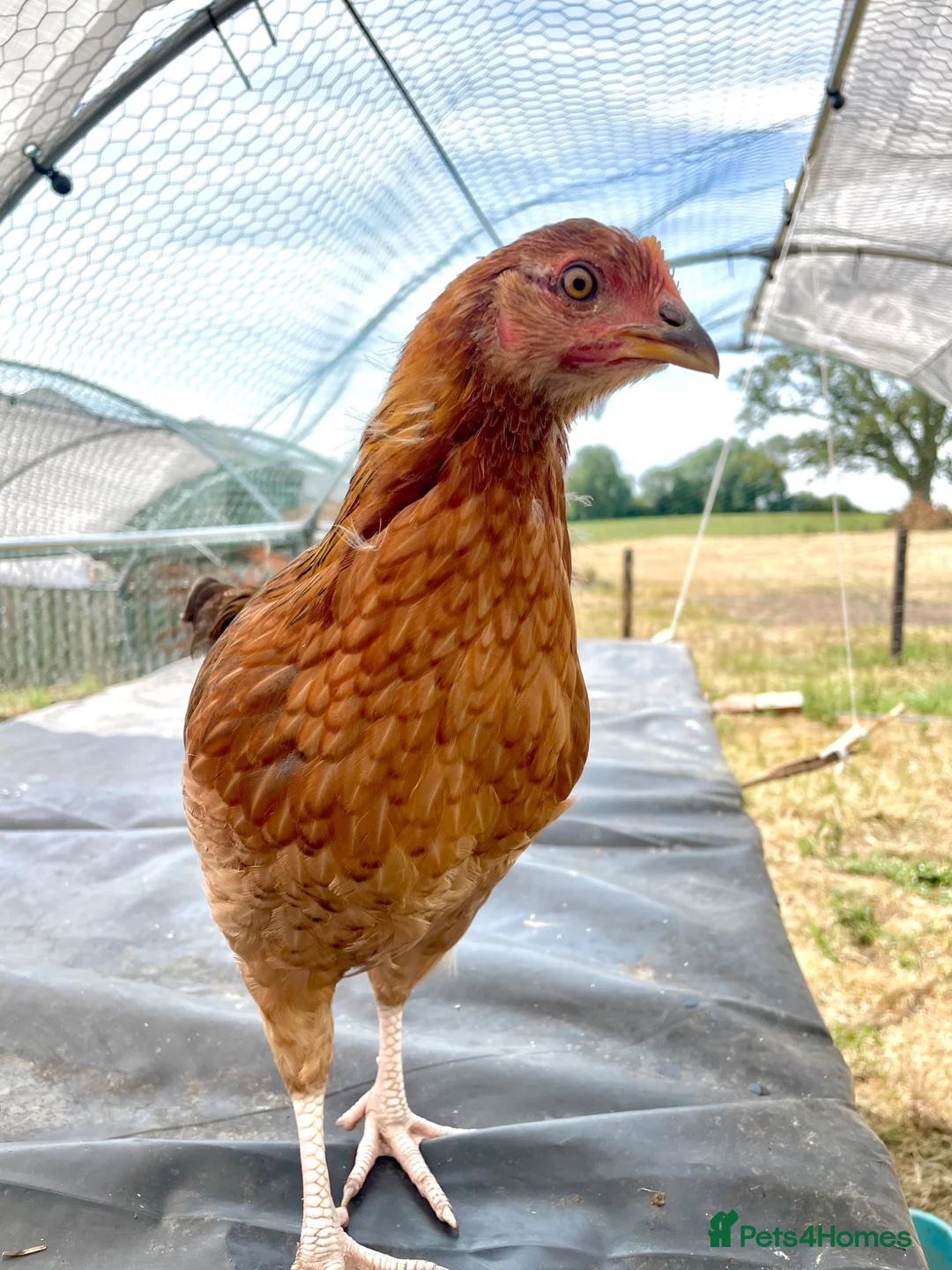 Chickens poultry for sale: Chickens for sale  - Advert 16