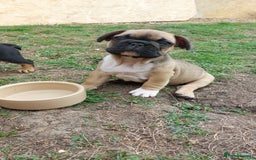 French Bulldog dogs for sale: BINGO  - Image 17