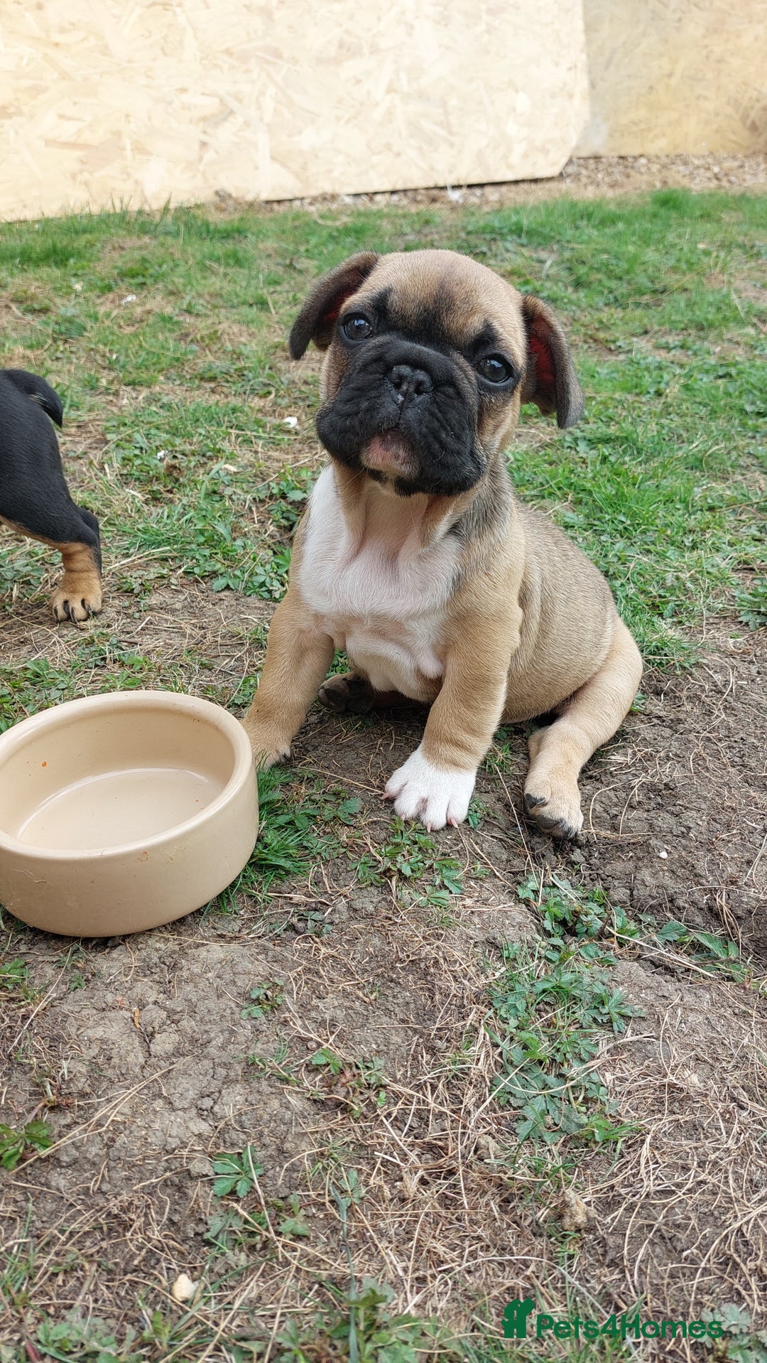 French Bulldog dogs for sale: BINGO  - Image 17