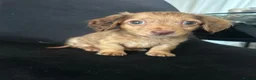 Miniature Dachshund dogs for sale: Long haired miniature dachshunds  - Advert 4