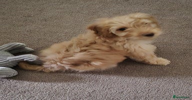 Cockapoo dogs - Advert 9
