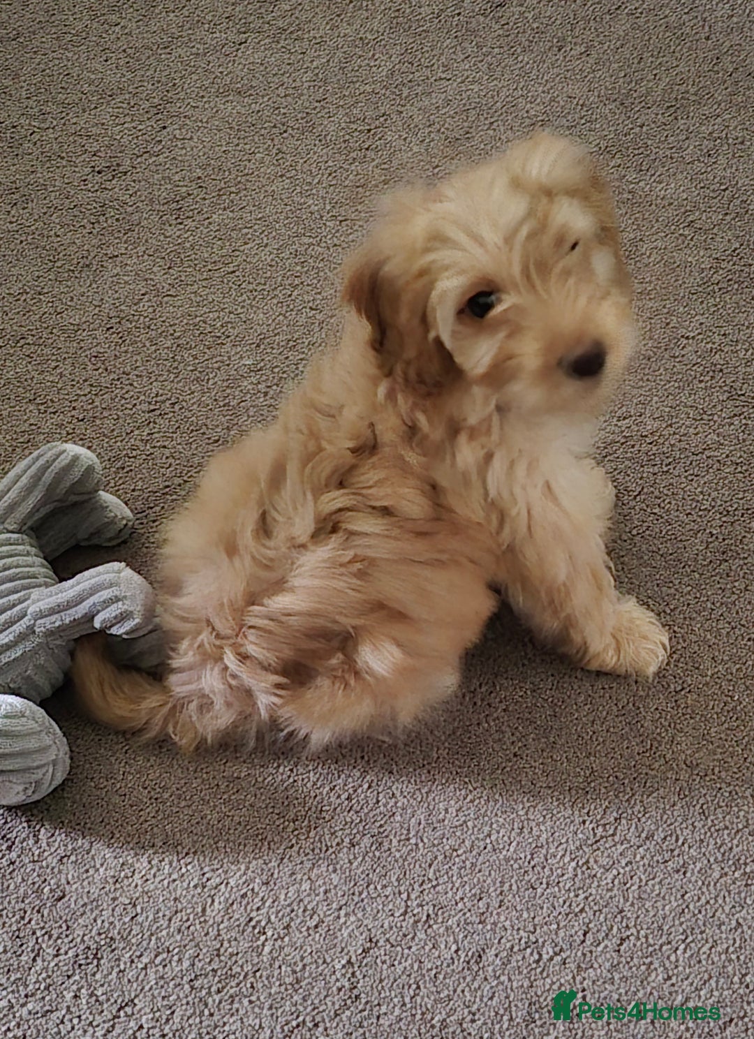 Cockapoo dogs for sale: Stunning Champagne Cockapoo Boy - Image 3