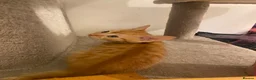 Mixed Breed cats for sale: Beautiful Ginger Kittens!  in London - Advert 7