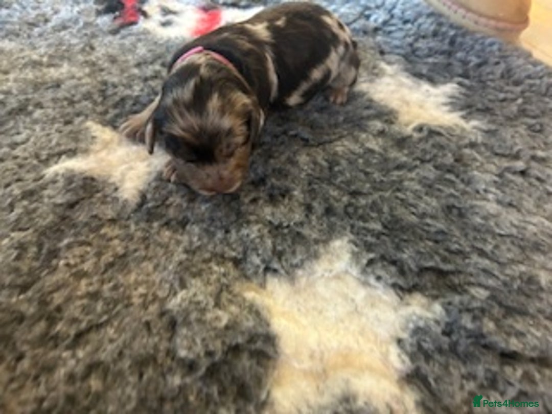 Cockapoo dogs for sale: Stunning litter of cockapoos, 2 males, 3 females - Advert 16
