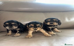 Cocker Spaniel dogs for sale: Kc reg show type cocker spaniels  - Image 5