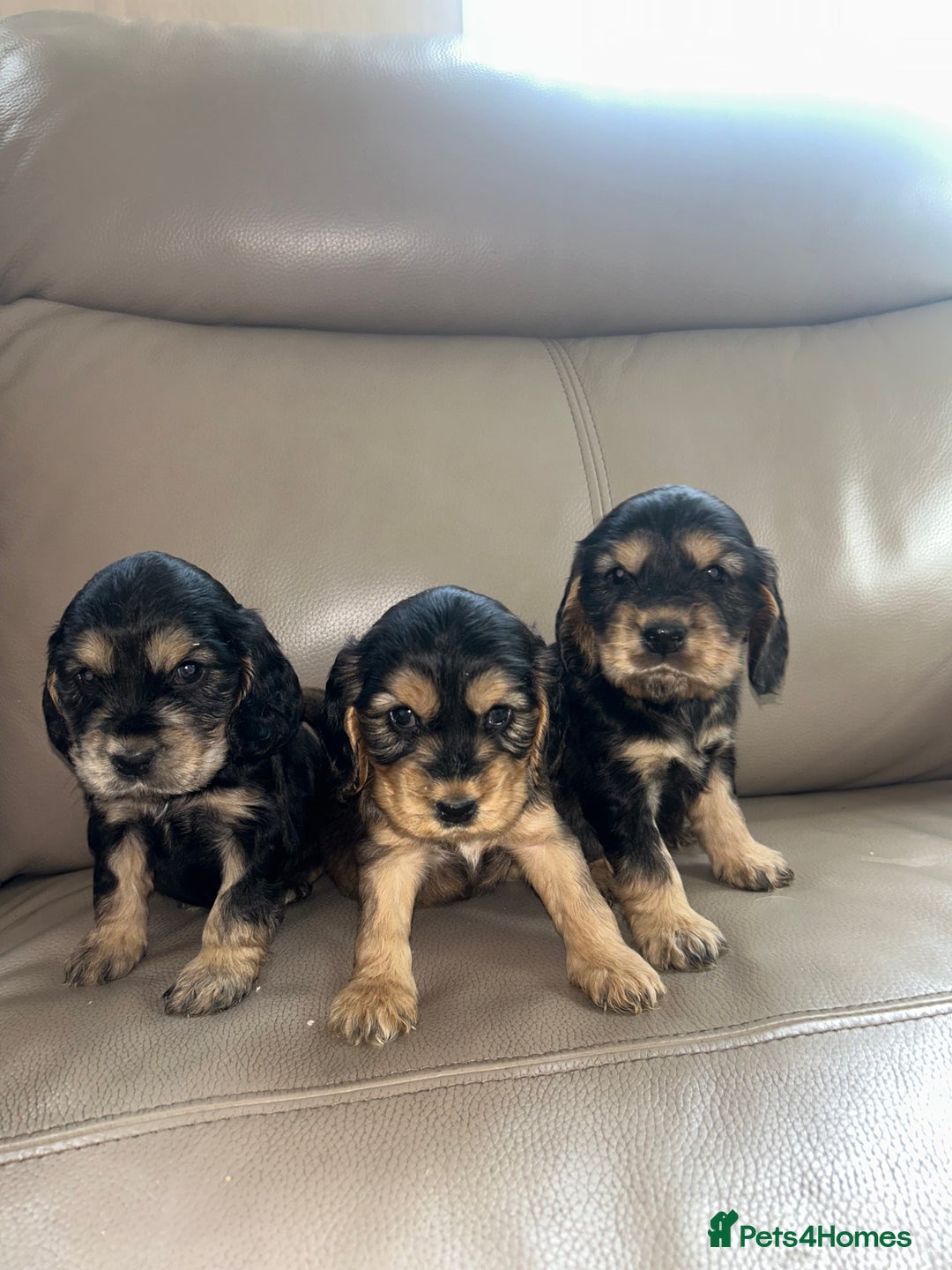 Cocker Spaniel dogs for sale: Kc reg show type cocker spaniels  - Image 5